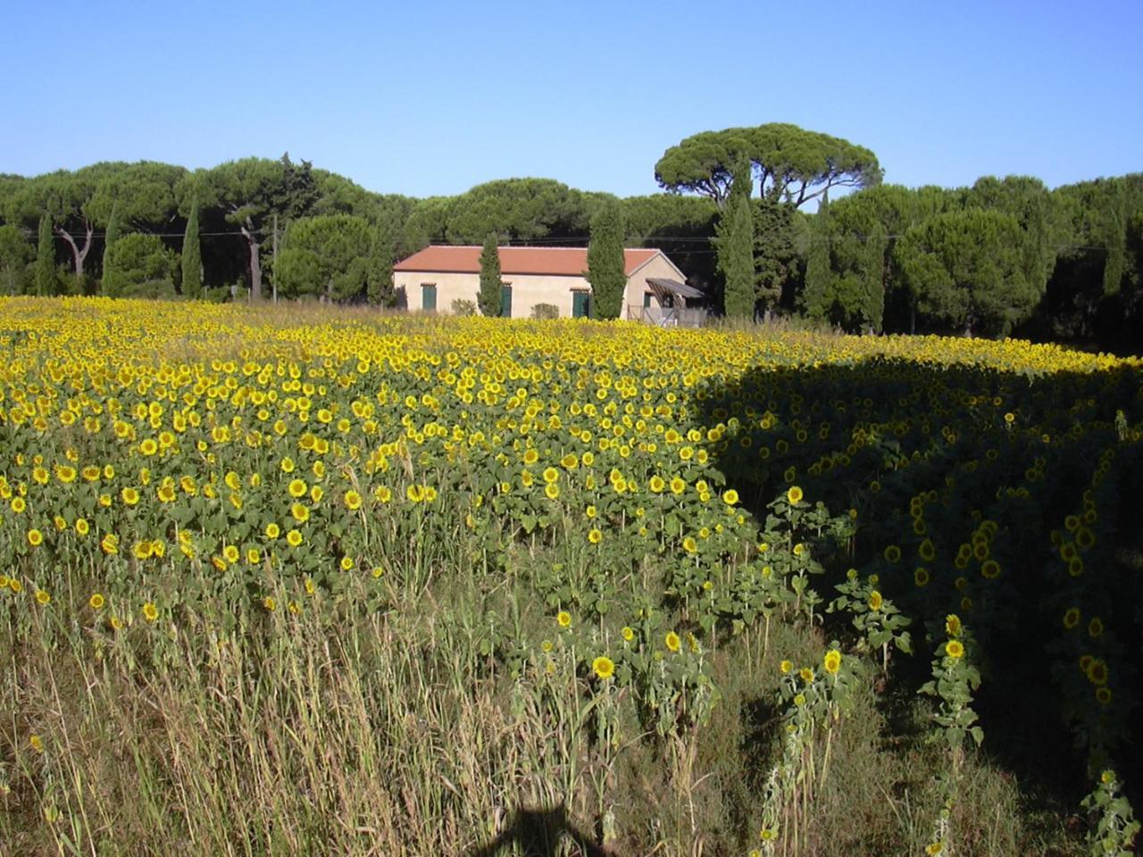 Residence La Canova II Grosseto Kültér fotó